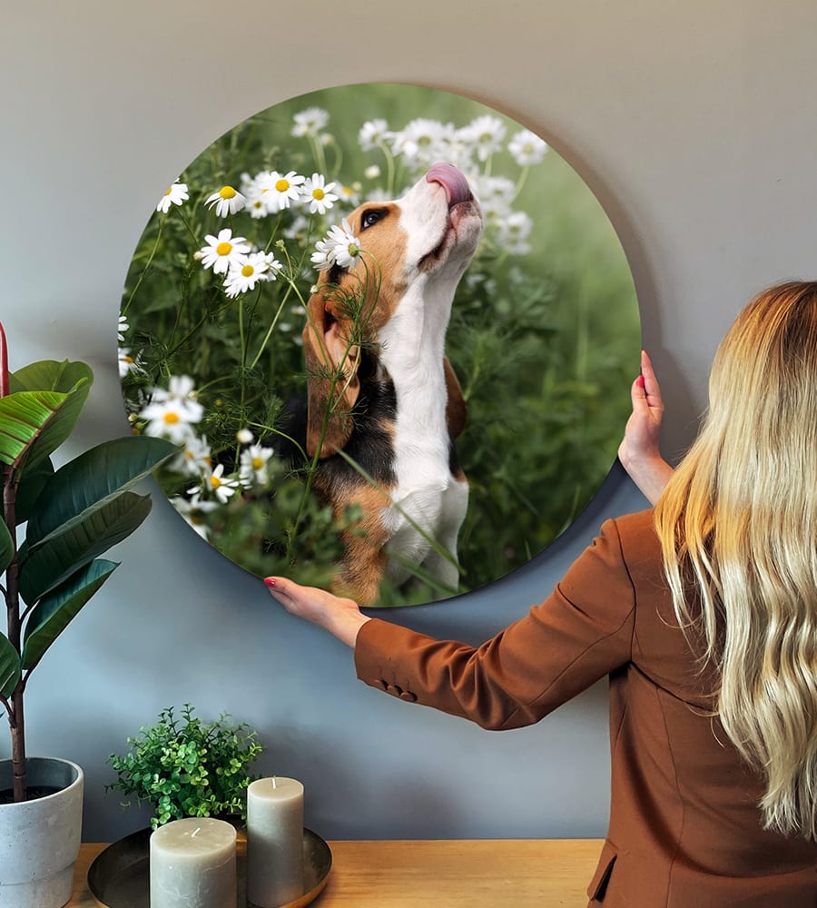 Image of a dog on round forex