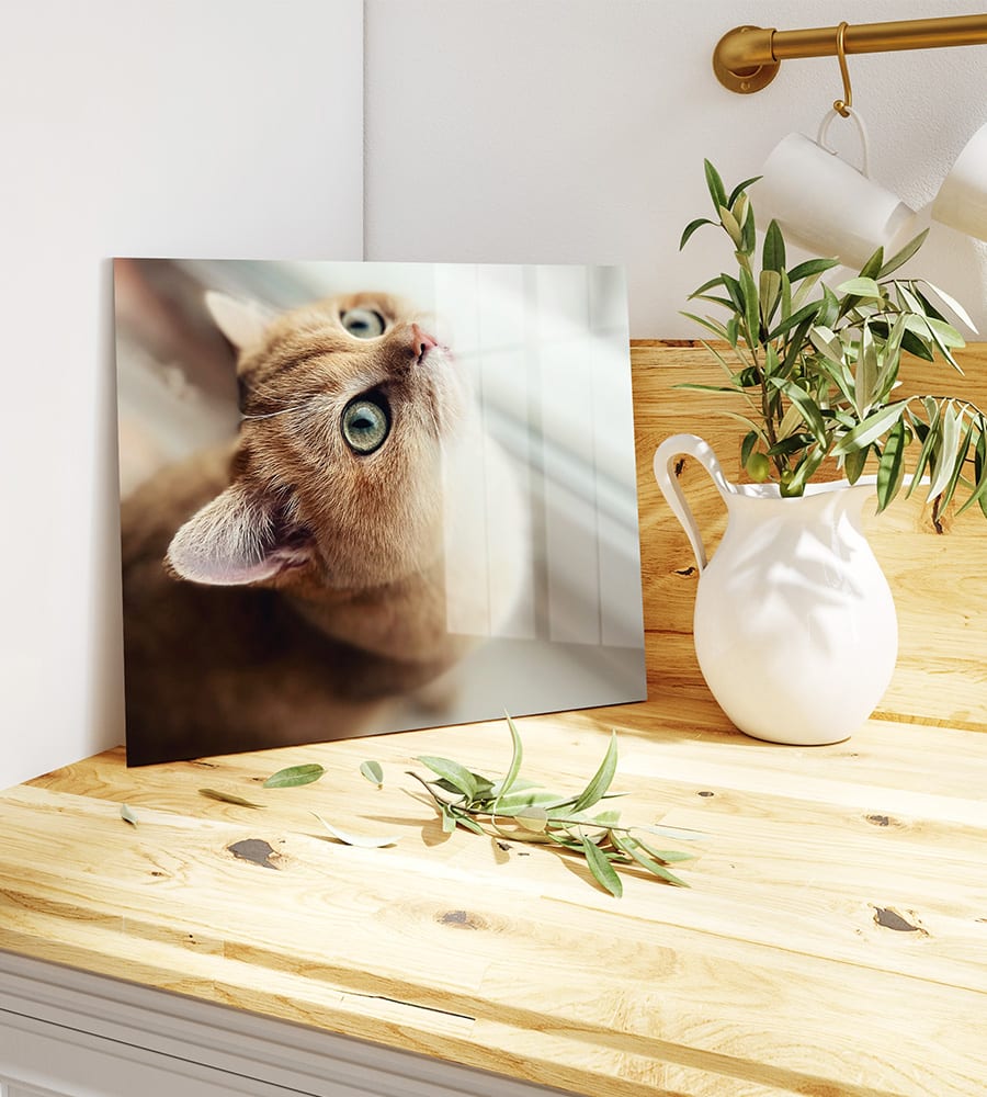 Image of a cat on HD Metal