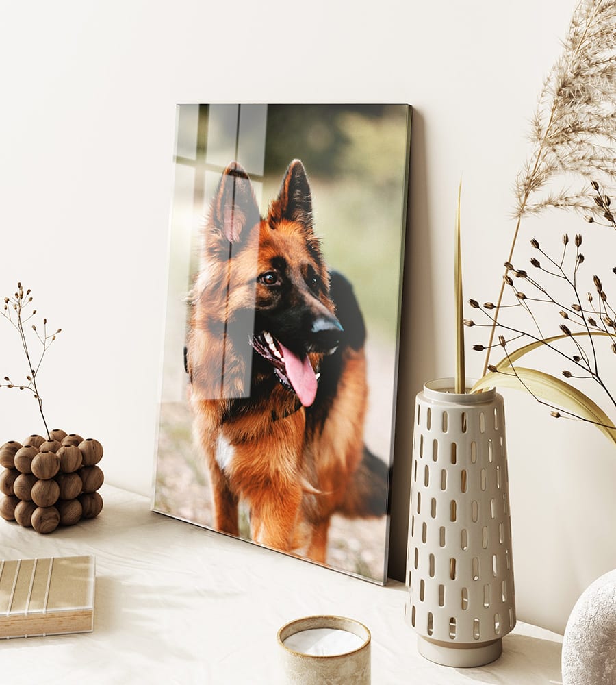 Image of a dog on plexiglass