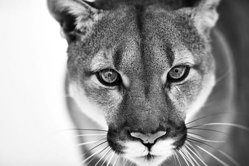 Pantera en blanco y negro